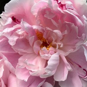 Meet your Posher, Kandice